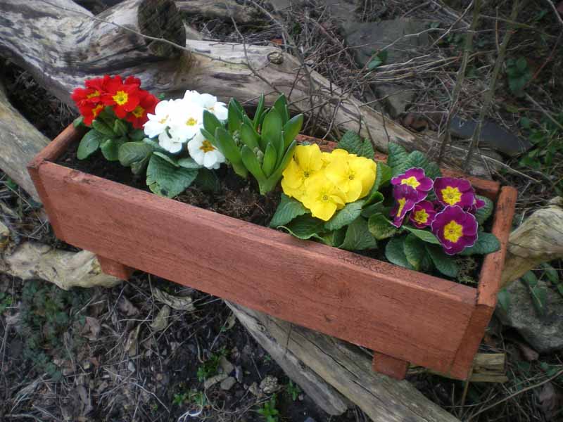 Medium planter and primroses