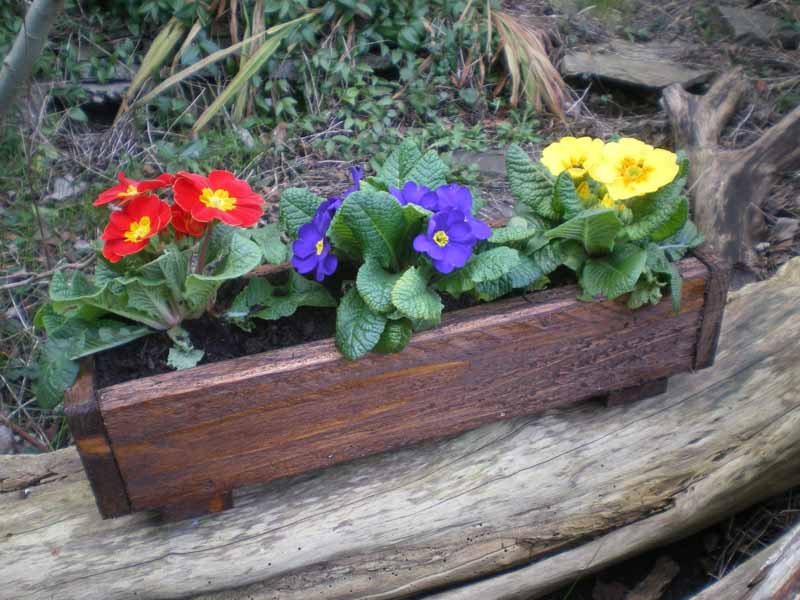 Primroses in small rustic planter