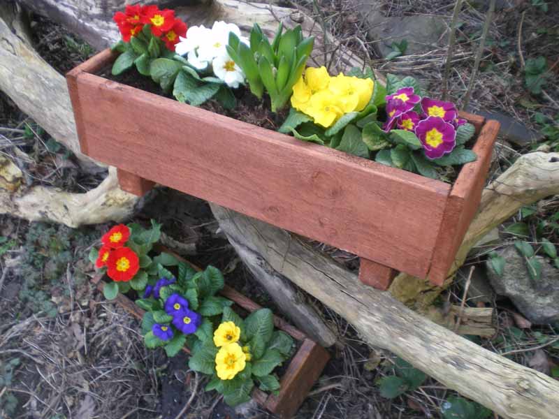 Planters and primroses